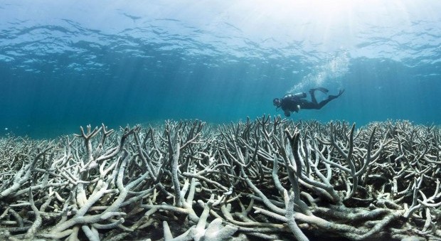 barriera corallina Australia UNESCO