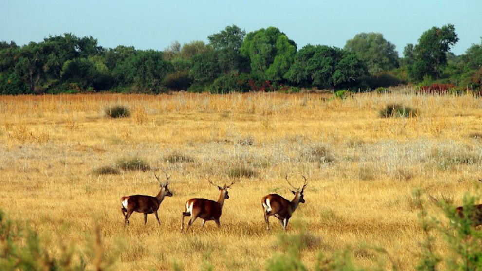 Parco naturale di Doñana in pericolo per la siccità