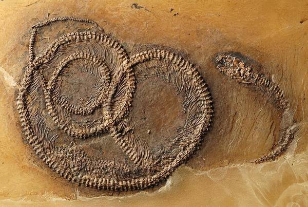 I fossili UNESCO raccontano tante storie