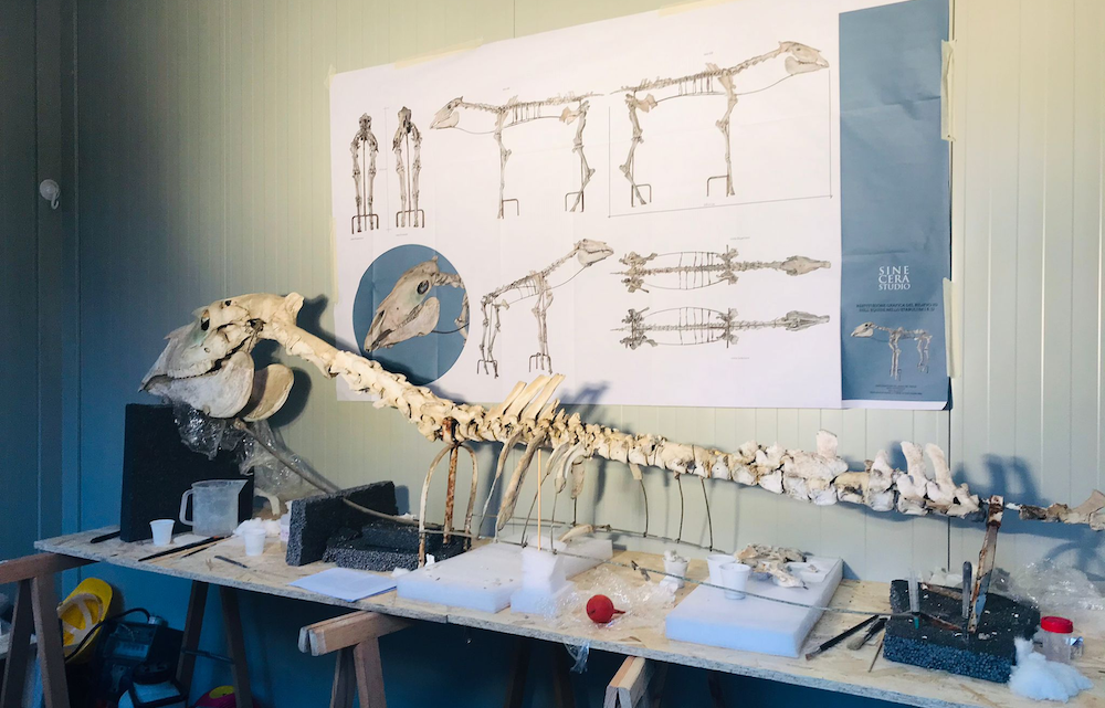 Restauro e valorizzazione di uno scheletro di cavallo agli Scavi di Pompei